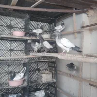 تیدی پاکستانی|پرنده|قم, شاد قلی|دیوار