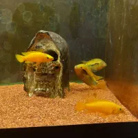 ماهی‌للوپی‌.رزی‌بارب.ومپایر