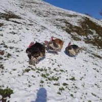 دوعد بوقلمون نربفروش می‌رسد