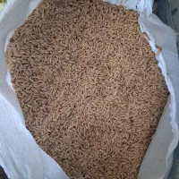 فروشجو