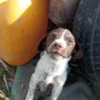 سگ دنبلانی یاشکاری آماده اموزش