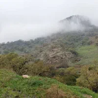 سگ پیدا شده