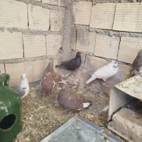 کفتر خوب مفت|پرنده|شیراز, شهرک کوشکک|دیوار