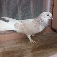 کفتر نر و ماده|پرنده|آمل, |دیوار