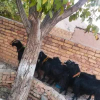 بز آبستن نزدیک|حیوانات مزرعه|درودزن, |دیوار