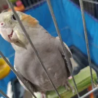 دو عدد عروس هلندی