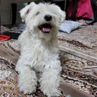 ۱۰میلیون مژدگانی برای یابنده