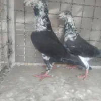 کبوتران آث المانی