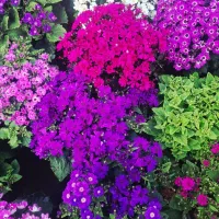 گل سینری|گل و گیاه طبیعی|پاکدشت, پاکدشت (مامازند)|دیوار