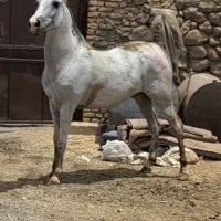 نریان کرد سفید