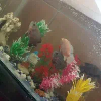 صخره مرجانی آکواریوم|ماهی|اسدآباد, |دیوار