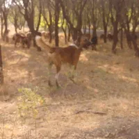 سگ گله|سگ|گلپایگان, |دیوار