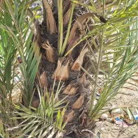 نخل|خدمات باغبانی و درختکاری|اهواز, دغاغله|دیوار