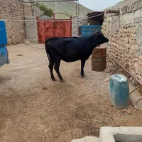 گاو|حیوانات مزرعه|انزل, |دیوار