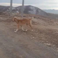 سگ نگهبان|سگ|سربیشه, |دیوار