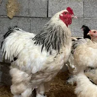 تخم مرغ نطفه دار برهما اصل|حیوانات مزرعه|رشت, پیرکلاچای|دیوار