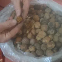 فروش گردو تازه و درجه یک|خوردنی و آشامیدنی|لاهیجان, انقلاب|دیوار