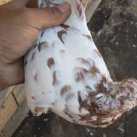 کفتر