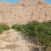 باغچه لطیف آباد(۵۰۰متر)