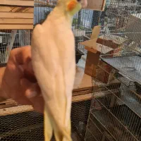 انواع عروس هلندی|پرنده|کرج, خرمدشت|دیوار