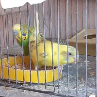 کبوتر پور دم سفید و مرغ عشق|پرنده|شهرکرد, |دیوار