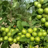 درختچه(نهال) گوجه سبز شهریار اعلا