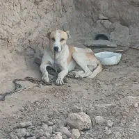 سگ افغانی