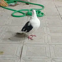 کفتر|پرنده|بیرجند, |دیوار