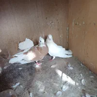 شازده