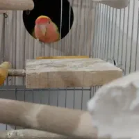 طوطی برزیلی نروماده مولد|پرنده|شاهین‌شهر, الهیه|دیوار