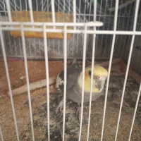 پرنده|پرنده|تربت‌حیدریه, حاجی یار‎|دیوار