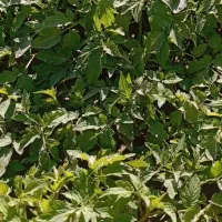 نهال گوجه دستگیری  کاسیو