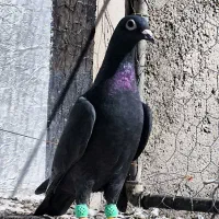 زاغ کرمونی عطیقه