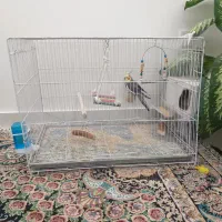 عروس هلندی مولد