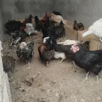 تخم مرغ نطفه دار گلین و خوراکی|حیوانات مزرعه|خرمشهر, |دیوار