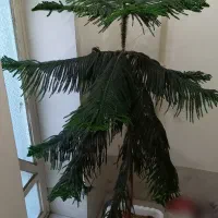 گل مطبق طبیعی و درخت مصنوعی