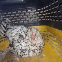 مرغ کرچ گلین