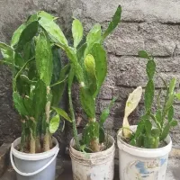 گل کاکتوس خرگوشی