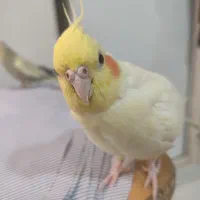 یه جفت عروس هلندی مولد|پرنده|اسلامشهر, شهرک مهدیه|دیوار