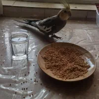 عروس هلندی نر