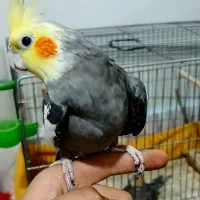 یک جفت عروس هلندی دستی مفت|پرنده|فولادشهر, B2|دیوار