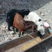 انواع بره کره میش گوشتی  بفروش می‌رسد زابل باهنر|حیوانات مزرعه|زابل, |دیوار