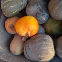 کدو حلوایی کیلویی ۱۵ هزار