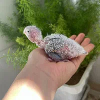 فروش جوجه سرلاکی گیرینچیک|پرنده|شیراز, کیان آباد|دیوار