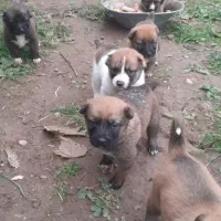 ۴تاتوله ماده رایگان