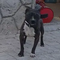 توله نر پیتبول