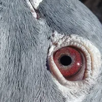 پلاکی نر ماده