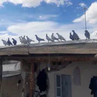 کبوتر هفرنگ پرنده