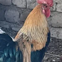 خروس محلی جوان