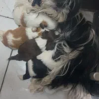 واگذاری شیتزو|سگ|کوچصفهان, |دیوار